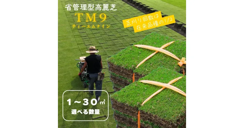 【ふるさと納税】【先行予約】芝生(省管理型コウライ芝　TM9ティーエムナイン)セット　選べる数量 | 植物 プラント 人気 おすすめ 送料無料