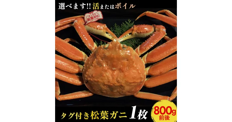 【ふるさと納税】【選べます！活またはボイル】タグ付き松葉ガニ　大1枚（800g前後）《かに カニ 蟹 ズワイガニ》◇【着日指定不可】※2024年11月上旬～2025年3月下旬頃に順次発送予定