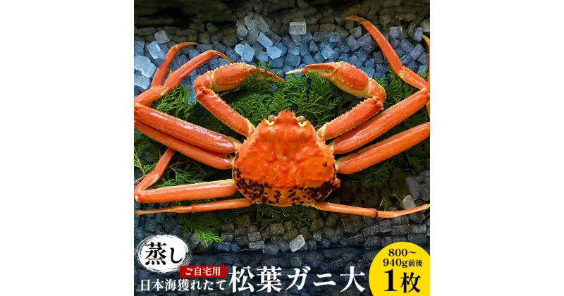 【ふるさと納税】【先行予約】【蒸し】ご自宅用日本海獲れたて松葉ガニ 大　800〜940g前後　1枚◇ ≪かに カニ 蟹 ズワイガニ≫※2024年11月上旬～2025年3月上旬頃に順次発送予定