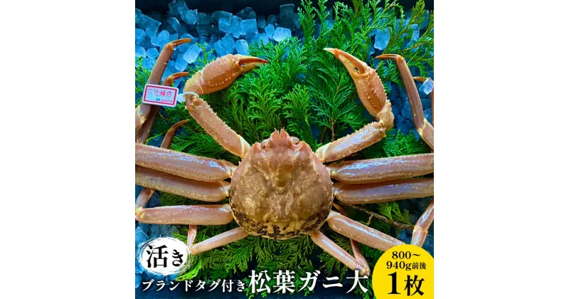 【ふるさと納税】【先行予約】【活き】ブランドタグ付き松葉ガニ 大　800〜940g前後　1枚《かに カニ 蟹 ズワイガニ》※2024年11月上旬～2025年3月上旬頃に順次発送予定