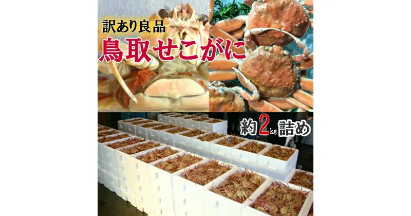 【ふるさと納税】【選べます！活またはボイル】鳥取県産 セコガニ 訳あり 良品 2kg《かに カニ 蟹 ズワイガニ》※2024年11月上旬～12月下旬頃に順次発送予定◇