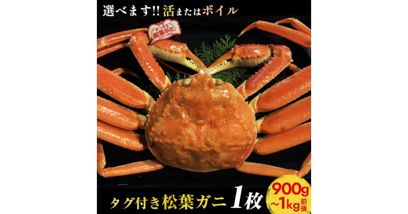 【ふるさと納税】【選べます！活またはボイル】タグ付き松葉ガニ　特大1枚（900g～1kg前後）《かに カニ 蟹 ズワイガニ》※着日指定不可※2024年11月上旬～2025年3月下旬頃に順次発送予定《かに カニ 蟹》