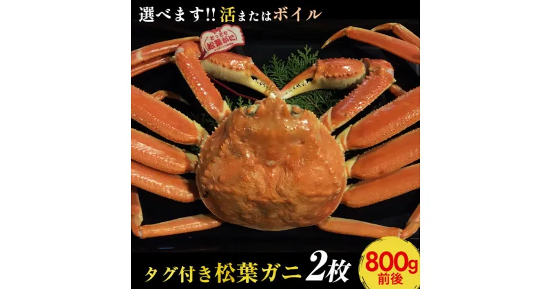 【ふるさと納税】【選べます！活またはボイル】タグ付き松葉ガニ　大2枚《かに カニ 蟹 ズワイガニ》※着日指定不可 ※2024年11月上旬～2025年3月下旬頃に順次発送予定