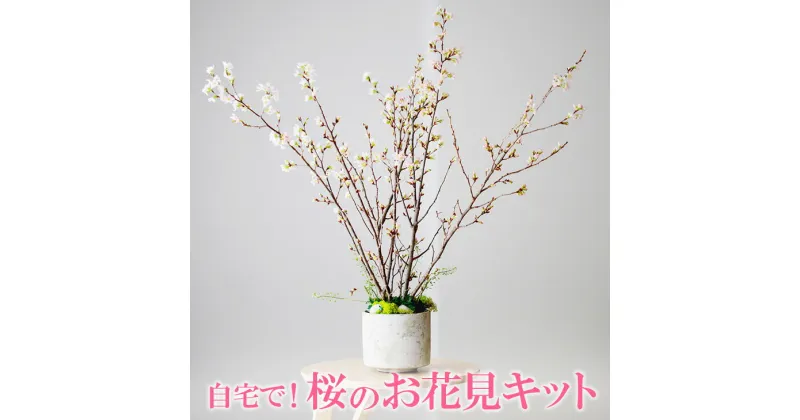 【ふるさと納税】お花見体験を楽しめる 自宅で！桜のお花見キット※着日指定不可※北海道・沖縄・離島への配送不可※2025年2月上旬～3月下旬頃に順次発送予定