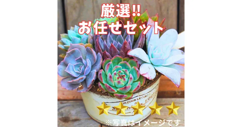 【ふるさと納税】【厳選株】【農場直送】多肉植物エケベリア ぷっくり充実株!! おまかせ7品種セット※着日指定不可※北海道・沖縄・離島への配送不可