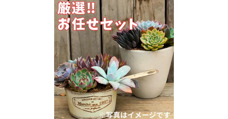 【ふるさと納税】【厳選株】【農場直送】多肉植物エケベリア ぷっくり充実株!! おまかせ14品種セット※着日指定不可※北海道・沖縄・離島への配送不可