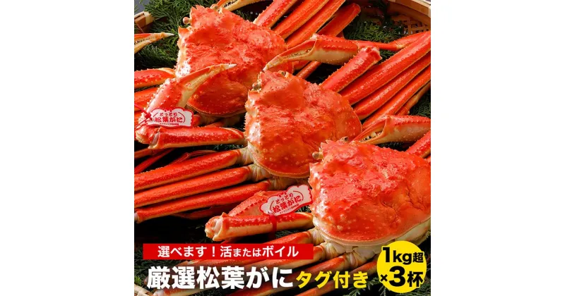 【ふるさと納税】【選べます！活またはボイル】《タグ付き》厳選松葉がに 特大3杯（1kg×3杯）※着日指定不可※離島への配送不可※2024年11月上旬～2025年3月下旬頃に順次発送予定