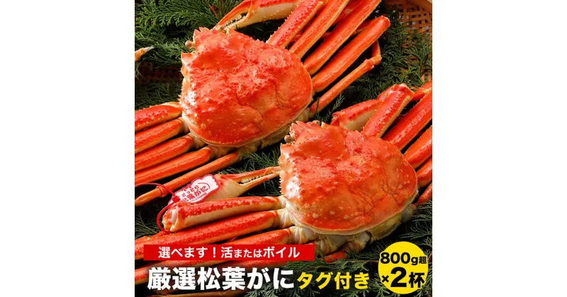 【ふるさと納税】【選べます！活またはボイル】《タグ付き》厳選松葉がに 特大2杯（800g超×2杯）※着日指定不可※離島への配送不可※2024年11月上旬～2025年3月下旬頃に順次発送予定