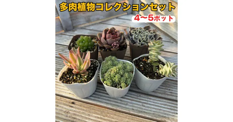 【ふるさと納税】多肉植物コレクションセット　※離島への配送不可