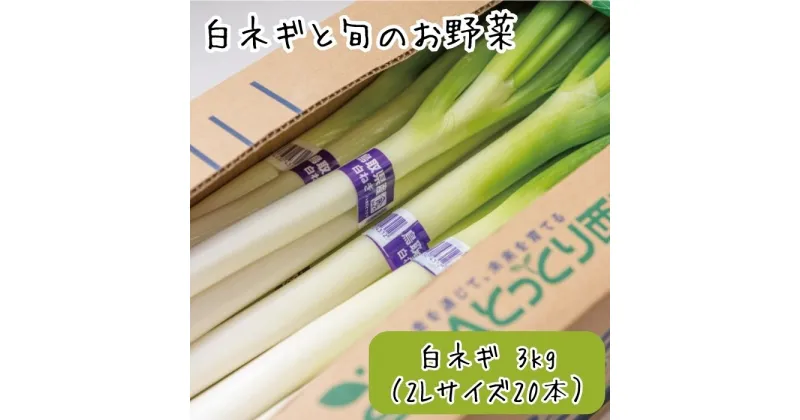 【ふるさと納税】AS07：白ネギと旬のお野菜セット