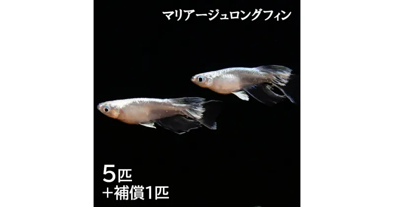 【ふるさと納税】ME04：メダカ　マリアージュロングフィン