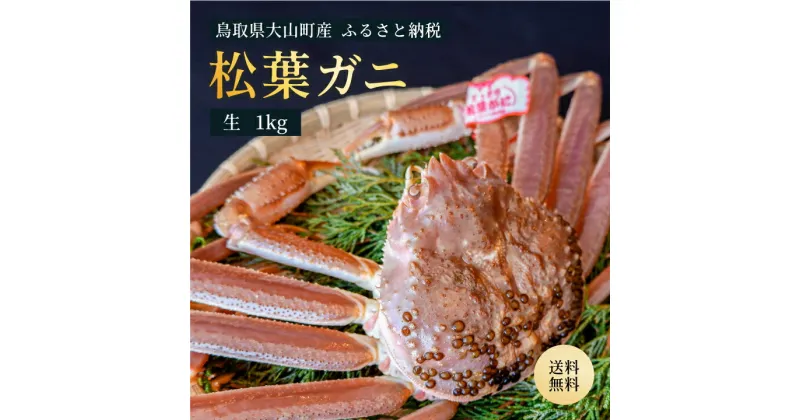 【ふるさと納税】ブランドタグ付　高級生松葉ガニ（特大約1kg）約3－4人前 鳥取県産 高級 松葉ガニ ズワイガニ かに 松葉蟹 ずわいがに　カニ 松葉がに 蟹 魚介 海鮮 送料無料 鳥取県 大山町 【11月中旬以降発送】OM-26