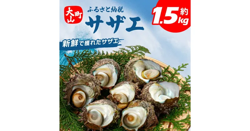 【ふるさと納税】OM-08 サザエ　約1.5kg さざえ 獲れたて 新鮮 鳥取県 鳥取県産 大山町 大山 お土産 返礼品 国産 高級 高級品 お取り寄せ ご当地