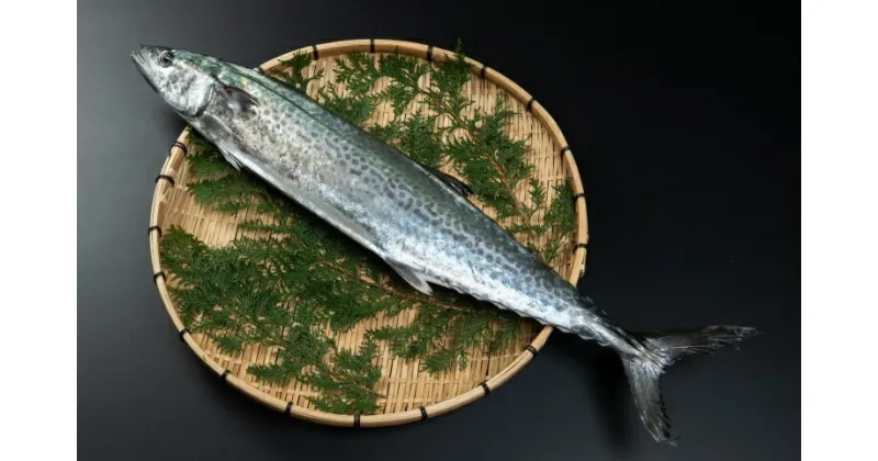 【ふるさと納税】OM-04 獲れたて鮮魚　サワラ約2kg（1匹）さわら 新鮮 獲れたて 鳥取県 鳥取県産 大山町 大山 お土産 返礼品 国産 お取り寄せ ご当地