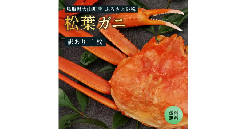 【ふるさと納税】【訳あり】【土日到着限定】足1本折れボイル松葉ガニ（600～700gを1枚) 約3-4人前　鳥取県産 松葉ガニ 欠け 規格外 ズワイガニ かに 松葉蟹 キズ 松葉がに 蟹 海鮮 大山町【11月中旬以降発送】【年内発送】OM-31