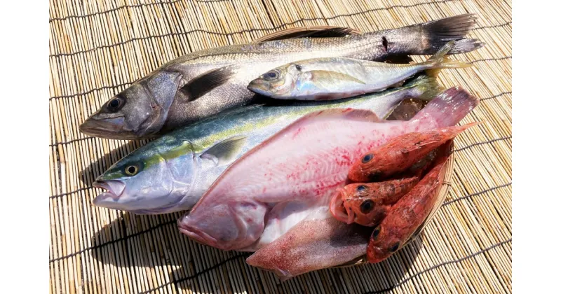 【ふるさと納税】みくりや季節の鮮魚セット 鳥取県 鳥取県産 大山町 大山 鮮魚の詰合せ アジ サワラ イカ 鯵 鰆 いか 天然 朝獲れ 要冷蔵 御来屋漁港 新鮮 鮮魚セット 料理 魚 海の幸 お任せ 季節 魚介類 魚介 さかな下処理済み OM-39