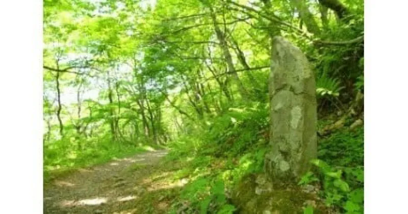 【ふるさと納税】TO-01　ブナの森ウォーク（ペア引換券）　　ガイド ツアー 鳥取県 鳥取県産 大山町 大山 お土産 返礼品 国産 お取り寄せ ご当地