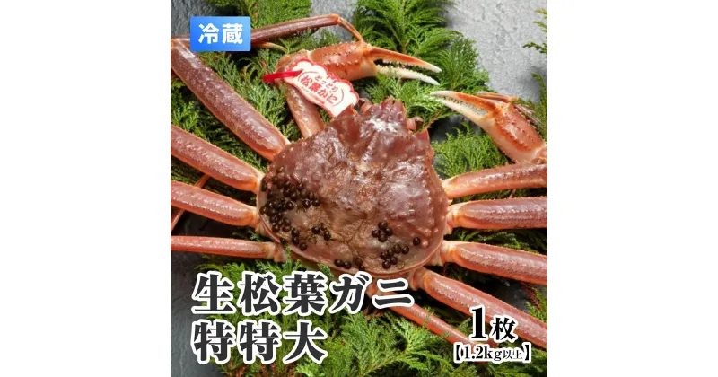 【ふるさと納税】【早期先行予約】【離島発送不可】活松葉ガニ 特特大 【1枚・1.2kg以上】 川口商店 松葉ガニ 松葉がに かに 蟹 カニ 鳥取県境港 鳥取県日野町