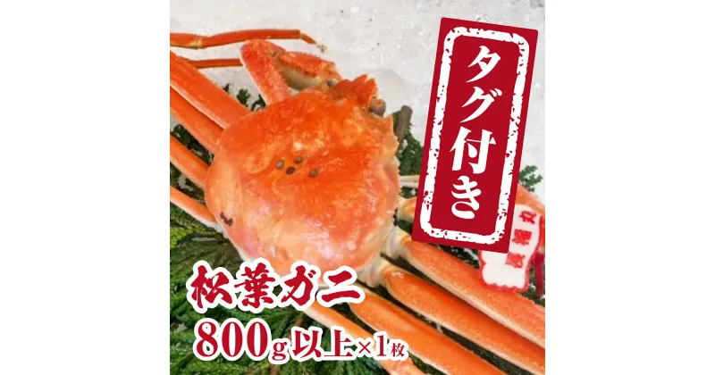 【ふるさと納税】【チルドでお届け】境港水揚げ タグ付き松葉ガニ (800g以上×1枚) 魚々魚厳選 松葉がに 松葉蟹 鳥取県日野町