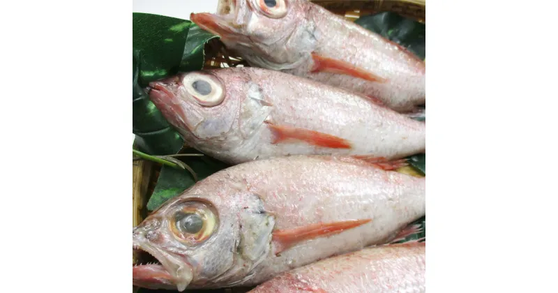 【ふるさと納税】大秀商店の「のどぐろ（煮付け用）」（5尾入り） 魚介類 魚 海鮮 のどぐろ 煮つけ用 煮付け用 5尾 下処理済 冷凍 【1201】