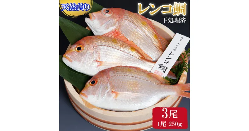 【ふるさと納税】【緊急支援品】天然 釣り レンコ鯛 750g (250g×3尾) 下処理済 タイ 魚 魚介類 海の幸 冷凍 お正月 お祝い 100日 お食い初め