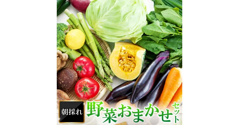 【ふるさと納税】 朝採れ 野菜 おまかせ セット 野菜 季節の野菜 旬の野菜 春野菜 春キャベツ ふき 菜の花 夏野菜 玉ねぎ 南京 きゅうり 秋野菜 里芋 玉葱 さつまいも 冬野菜 白菜 ほうれん草 かぶ お楽しみ 詰め合わせ 冷蔵 特産品 お取り寄せ グルメ