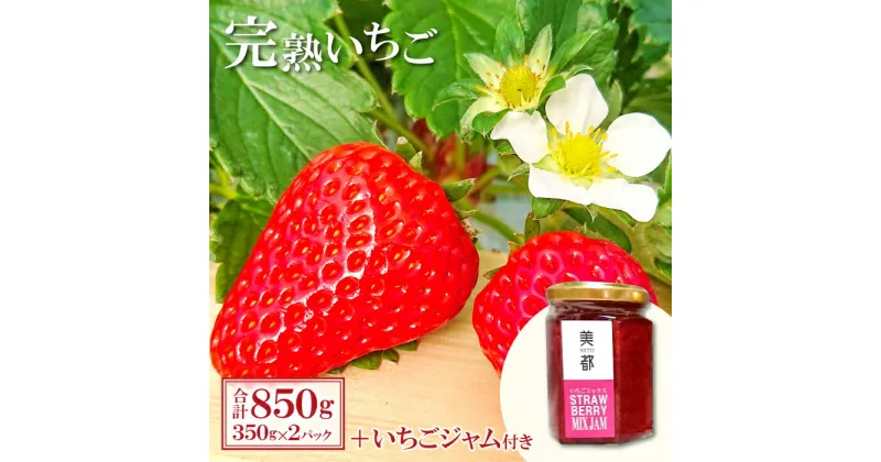 【ふるさと納税】 先行予約 完熟いちご 350g×2パック いちごジャム 150g セット 果物 フルーツ 苺 紅ほっぺ かおりの よつぼし おいCベリー 加工品 ジャム 無添加 期間限定 季節限定 早期予約 2024年1月〜2月20日発送 冷蔵 特産品 お取り寄せ グルメ