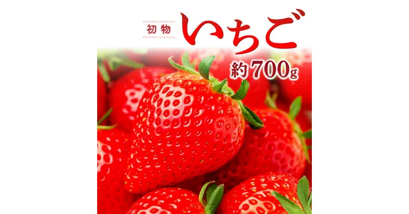 【ふるさと納税】 先行予約 初物いちご 350g×2パック 果物 フルーツ 苺 新鮮 ジューシー 期間限定 季節限定 早期予約 12月発送 冷蔵 特産品 お取り寄せ グルメ