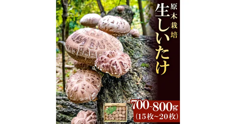 【ふるさと納税】 先行予約 原木生しいたけ 700〜800g 15〜20枚 野菜 きのこ 椎茸 珍しい 原木栽培 塩焼き バター醤油 季節限定 期間限定 早期予約 特産品 お取り寄せ グルメ