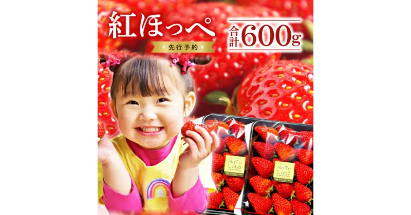 【ふるさと納税】 紅ほっぺ 300g 2パック いちご 苺 イチゴ 果物 くだもの フルーツ ギフト 贈答 贈り物 新鮮 冷蔵 期間限定 季節限定 早期予約 2024年1月〜4月発送