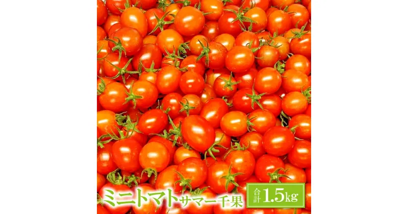 【ふるさと納税】 ミニトマト 甘い 1.5kg 1箱 サマー千果 旬 トマト 濃厚 自家製肥料 リコピン ギフト 贈り物 お弁当 食材 野菜 先行予約 期間限定 9下旬〜11月中旬発送