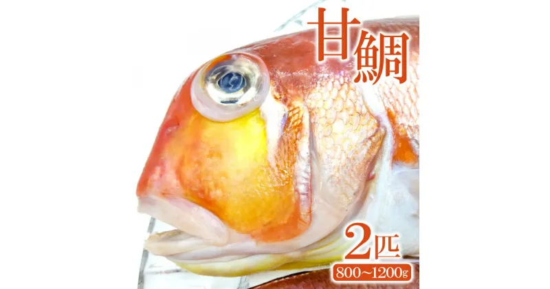 【ふるさと納税】 甘鯛 鯛 タイ 2匹 800g〜1200g 白身魚 高級 煮つけ 焼き魚 鮮魚 魚介類 食材 食品 グジ 新鮮 旬 魚 10月頃〜2月頃発送