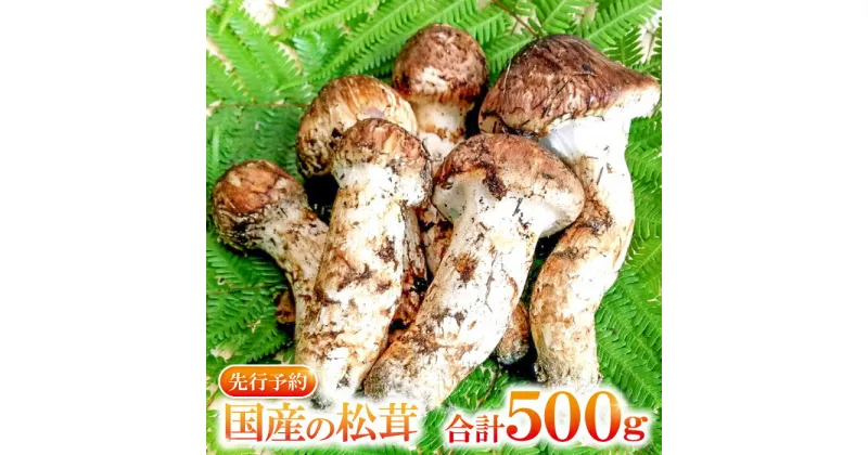 【ふるさと納税】 先行予約 まつたけ 500g きのこ 松茸 つぼみ 開き コロ 混合 朝採れ 高級 貴重 松茸ご飯 焼き松茸 土瓶蒸し お吸い物 秋の味覚 期間限定 季節限定 10月〜11月初旬発送 冷蔵 特産品 お取り寄せ グルメ