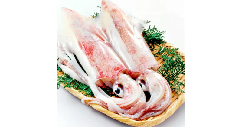 【ふるさと納税】 日本海 新鮮 イカ 500g 魚貝類 魚介類 いか あおりいか やりいか 真いか 白いか 甲いか 旬なもの 刺身 イカ焼き 冷蔵 特産品 お取り寄せ グルメ