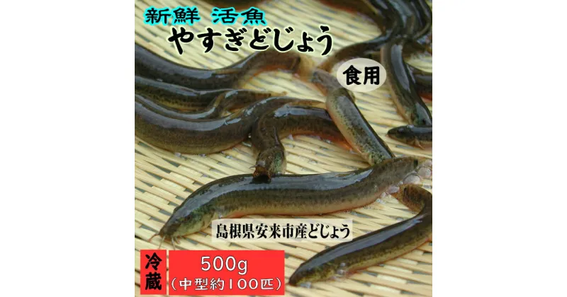 【ふるさと納税】やすぎ どじょう 500g （約100匹） 活魚 食用 島根県 安来市産（女子高生制作どじょう料理レシピBOOK付き）