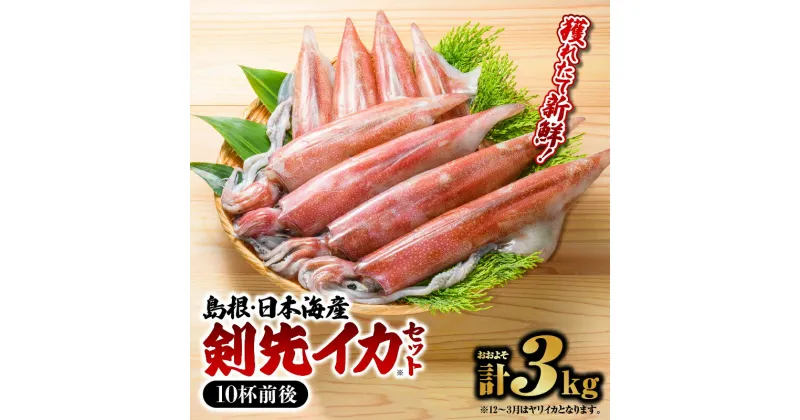 【ふるさと納税】鮮魚セットC【イカ（10杯前後）計約3kg】【YM-3】｜ 送料無料 イカ 島根 山陰 日本海産 魚介類 魚貝類 海産 海産物 いか 鮮魚 剣先イカ ヤリイカ けんさきいか やりいか 焼イカ おかず つまみ 下処理済 煮付け 刺身 さしみ 厳選 ｜