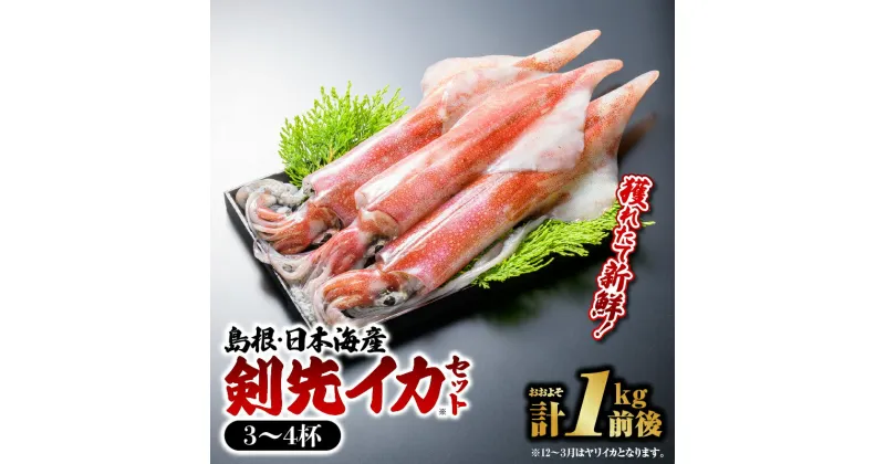 【ふるさと納税】鮮魚セットE イカ 3～4杯 計約1.0kg【YM-5】｜送料無料 イカ いか 剣先イカ 白イカ 真イカ 島根 山陰 日本海産 魚介類 魚貝類 海産 海産物 おかず 下処理済 煮付け 刺身 さしみ 鮮魚 新鮮 せんぎょ 厳選｜