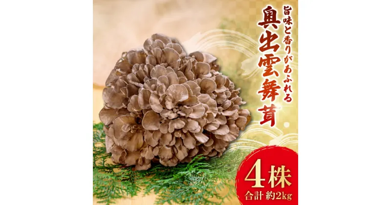 【ふるさと納税】 奥出雲 舞茸 まいたけ キノコ きのこ 食材 株 丸ごと 4株 約2kg 天ぷら 炊き込み ステーキ 国産 アウトドア キャンプ 無農薬 安全 安心 低カロリー ビタミン ミネラル 食物繊維 健康 美容 野菜 食品 贈り物