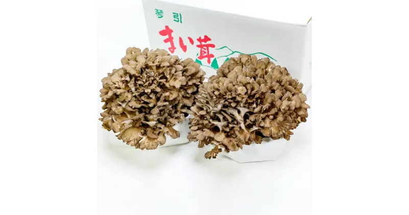 【ふるさと納税】 生舞茸セット 約400g×2株 合計約800g 国産 島根県産 飯南町産 野菜 山菜 きのこ キノコ マイタケ 肉厚 完全無農薬栽培 菌床 贅沢 バター焼き 天ぷら 炊き込みご飯 冷蔵 詰め合わせ お取り寄せ