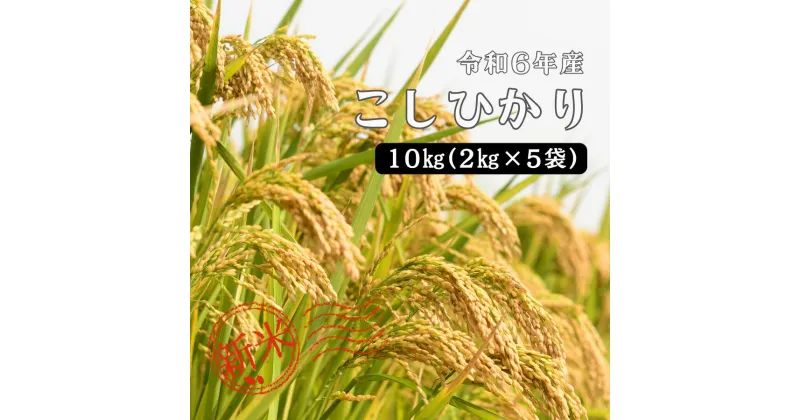 【ふるさと納税】令和6年産 しまね川本 こしひかり 10kg(2kg×5) 島根県 川本町産 コシヒカリ 藤屋 石見米