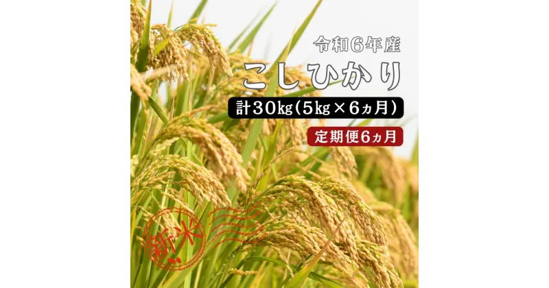 【ふるさと納税】令和6年産 ／お米定期便／6ヵ月　しまね川本 こしひかり 5kg (計30kg） 島根県 川本町産 藤屋 石見米