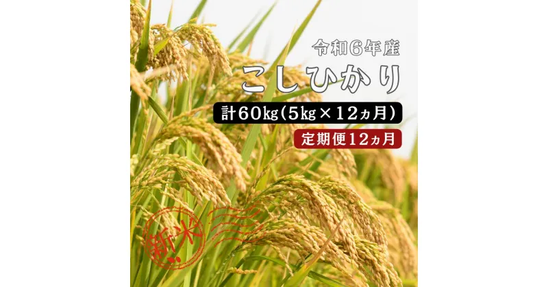 【ふるさと納税】令和6年産 ／お米定期便／12ヵ月　しまね川本 こしひかり 5kg (計60kg） 島根県 川本町産 コシヒカリ 藤屋 石見米