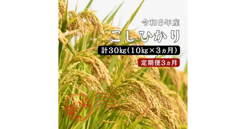 【ふるさと納税】令和6年産／お米定期便／3ヵ月】しまね川本 こしひかり 10kg (計30kg） 島根県 川本町産 コシヒカリ 藤屋 石見米