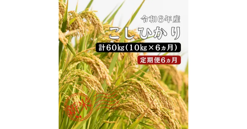 【ふるさと納税】令和6年産／ お米定期便／6ヵ月　しまね川本 こしひかり 10kg (計60kg） 島根県 川本町産 コシヒカリ 藤屋 石見米