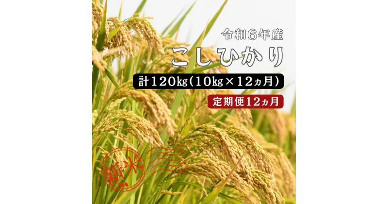 【ふるさと納税】令和6年産／お米定期便／12ヵ月　しまね川本 こしひかり 10kg (計120kg） 島根県 川本町産 コシヒカリ 藤屋 石見米