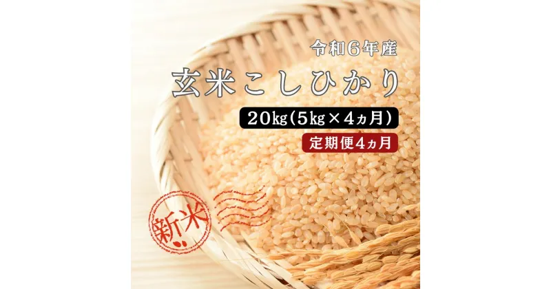 【ふるさと納税】令和6年産／お米定期便／4カ月 しまね川本 玄米 こしひかり5kg (計20kg） 島根県 川本町産 玄米 藤屋 石見米