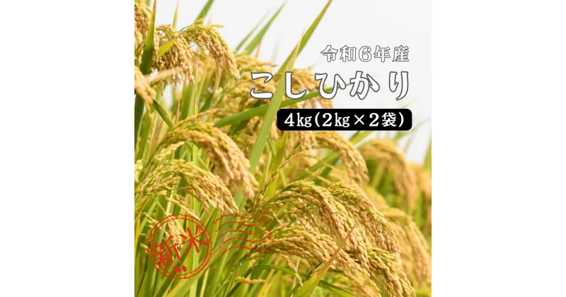 【ふるさと納税】令和6年産 しまね川本 こしひかり 4kg(2kg×2) 島根県 川本町産 精米 藤屋 石見米