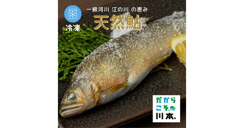 【ふるさと納税】天然鮎(冷凍) 島根県産 約800g 10尾前後 特産品 川魚 一級河川 江の川