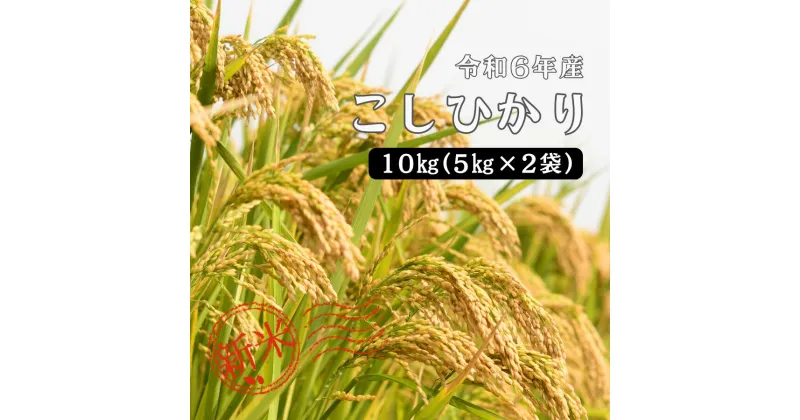 【ふるさと納税】令和6年産 しまね川本 こしひかり 10kg(5kg×2) 島根県 川本町産 藤屋 石見米