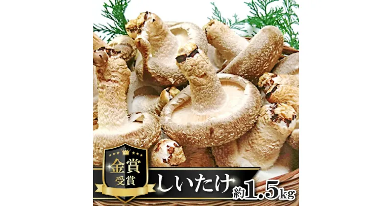 【ふるさと納税】 菌床 椎茸 かご入り 約1.5kg 15〜20個入り 国産 野菜 きのこ しいたけ こだわり 肉厚 金賞 受賞 食品 食材 グルメ キノコ 料理 調理 野菜 ステーキ オーブン焼き 冷蔵 特産品 お取り寄せ